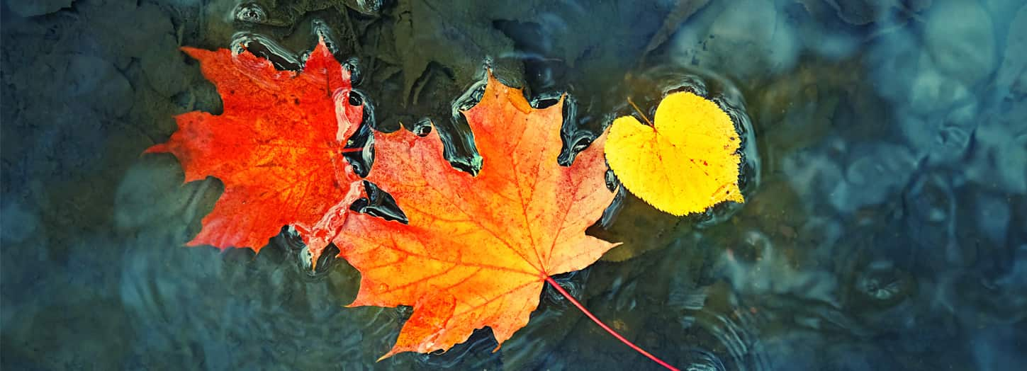 Leaves floating in water.